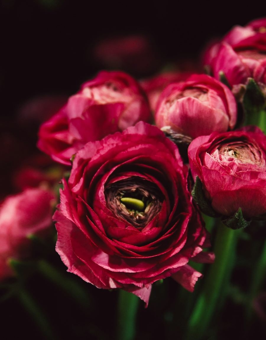 Colección Nuit de Bordeaux: rosas rojas profundas en penumbra