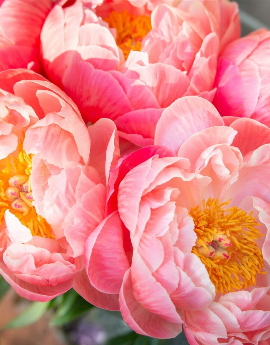 Colección Pivoine Royale: peonías rosadas en still life pastel
