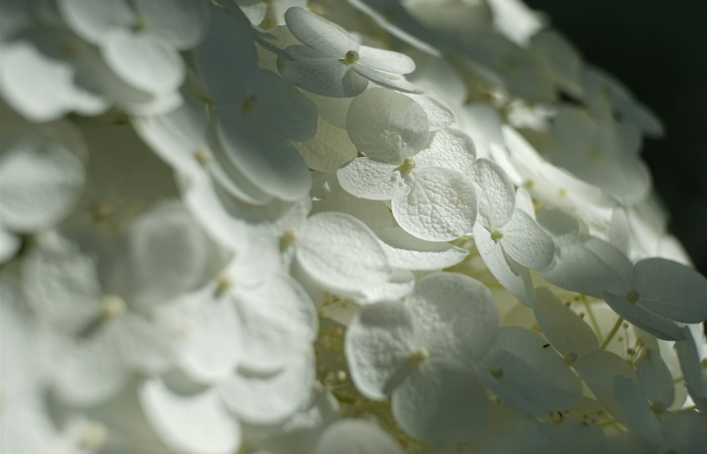 Detalle de hortensias blancas en macro