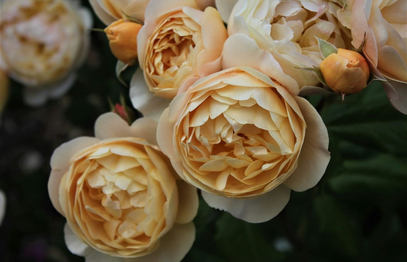 Rosas blancas en primer plano