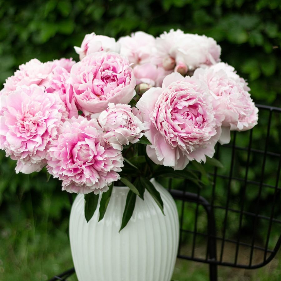 Peonías rosadas en jarrón blanco