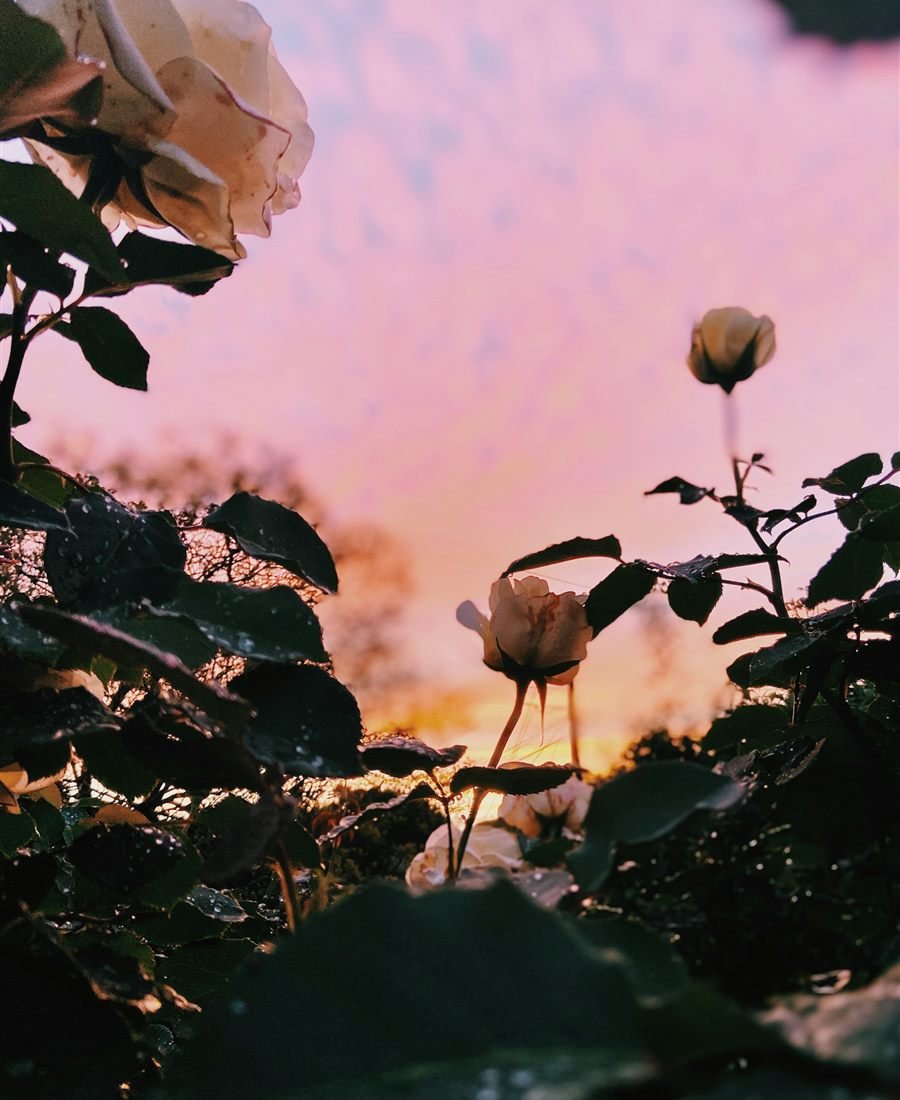 Rosas blancas sobre follaje verde
