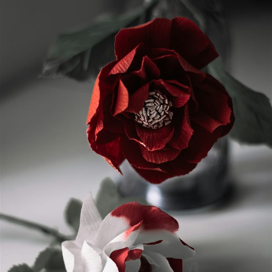 Rosa roja en tono monocromo