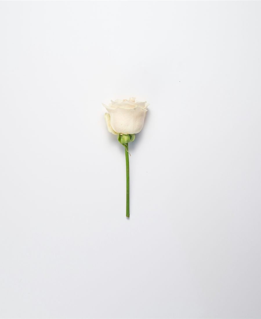 Una flor blanca sola sobre fondo blanco