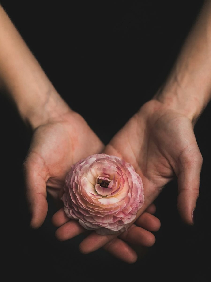 Mano sosteniendo una peonía rosa sobre fondo oscuro